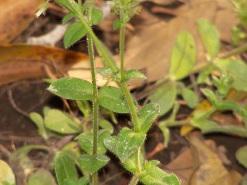 Cerastium glomeratum